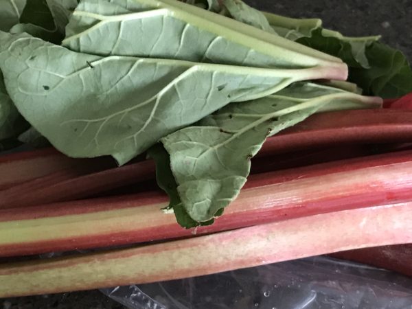 Fresh rhubarb